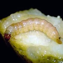 CAR - Carpocapse de la pomme, du poirier, du noyer et du prunier