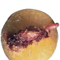 PRU - Carpocapse de la Prune