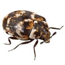 ANT - Anthrène des tapis