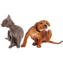 CHI - Chats-Chiens