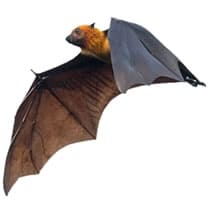 LCV - Les Chauves souris