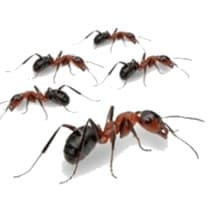 FOU - Les Fourmis
