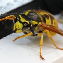 GUE - Guêpes, Frelons, Abeilles