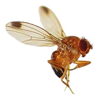SUZ - Mouche asiatique drosophila suzukii