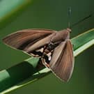 PAY - Papillon du palmier