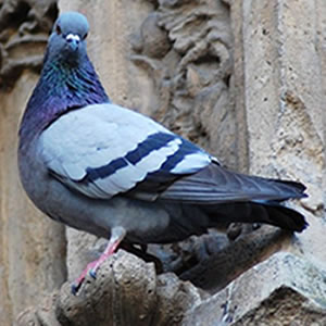 PGE - Les Pigeons