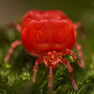 POU - Poux rouges du Poulailler, produits de lutte