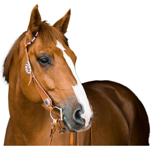 PDC - La Protection du Cheval