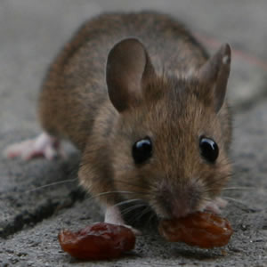 SOU - Dératisation, rats, souris, rongeurs