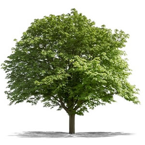 SDA - Soin des Arbres