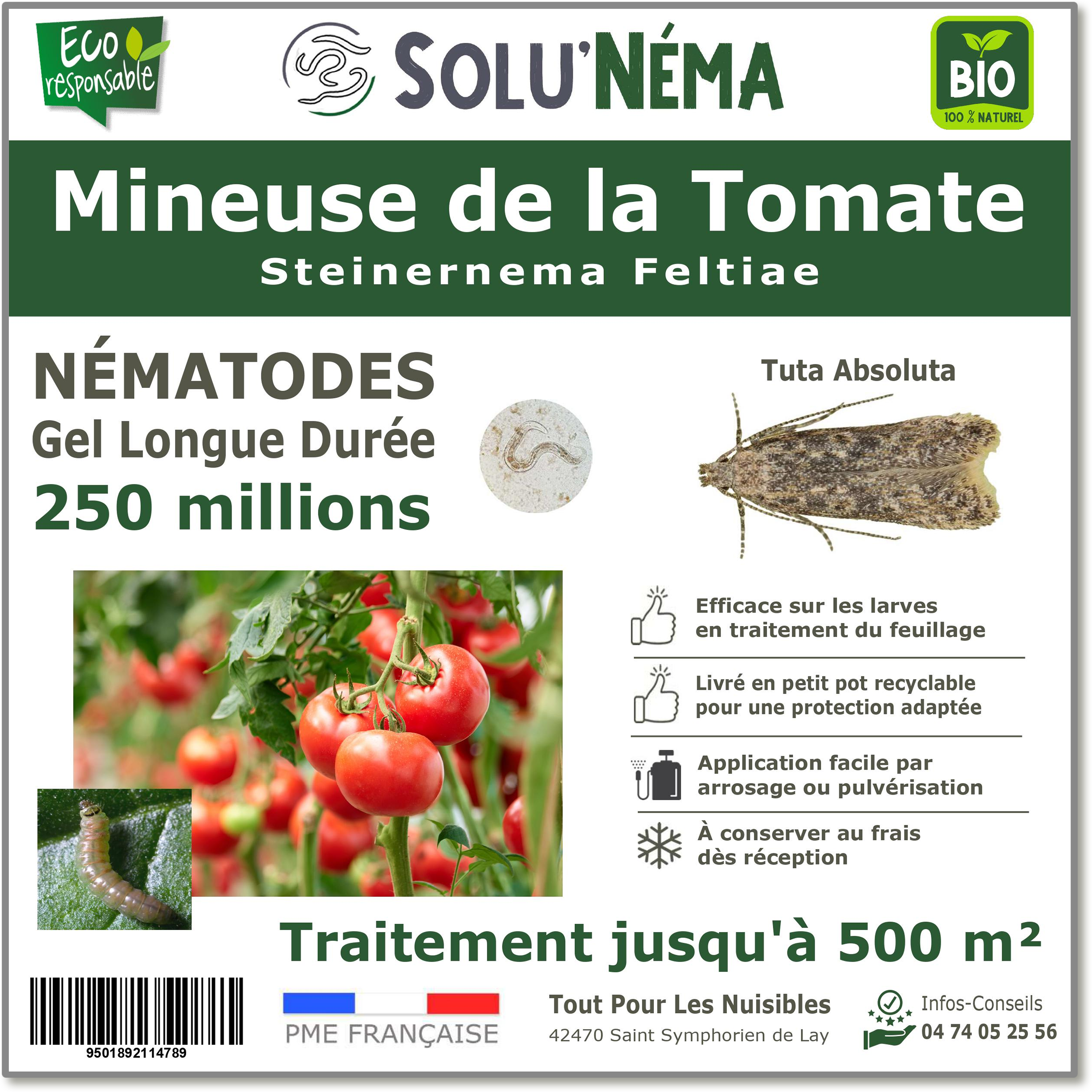 250 Millions de nématodes pour traiter les larves de la mineuse de la tomate