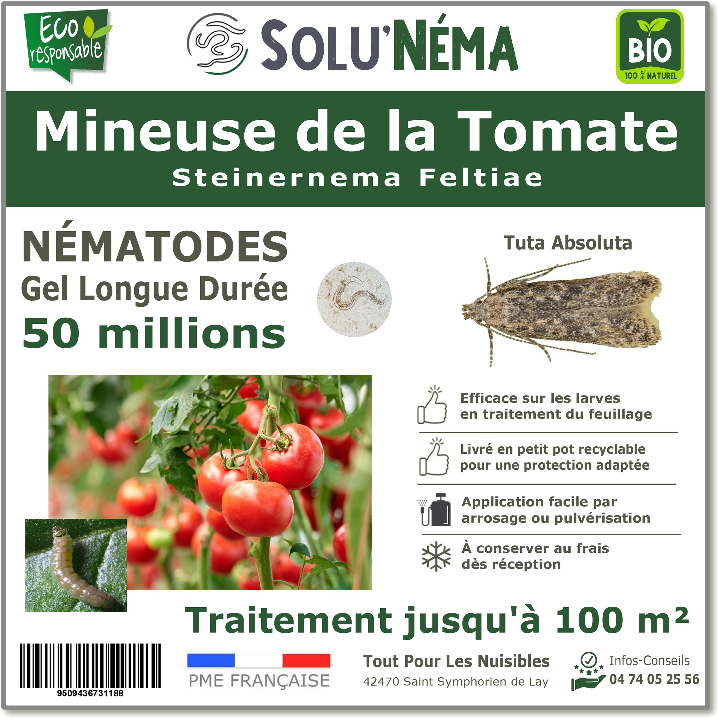 50 Millions de nématodes pour traiter les larves de la mineuse de la tomate