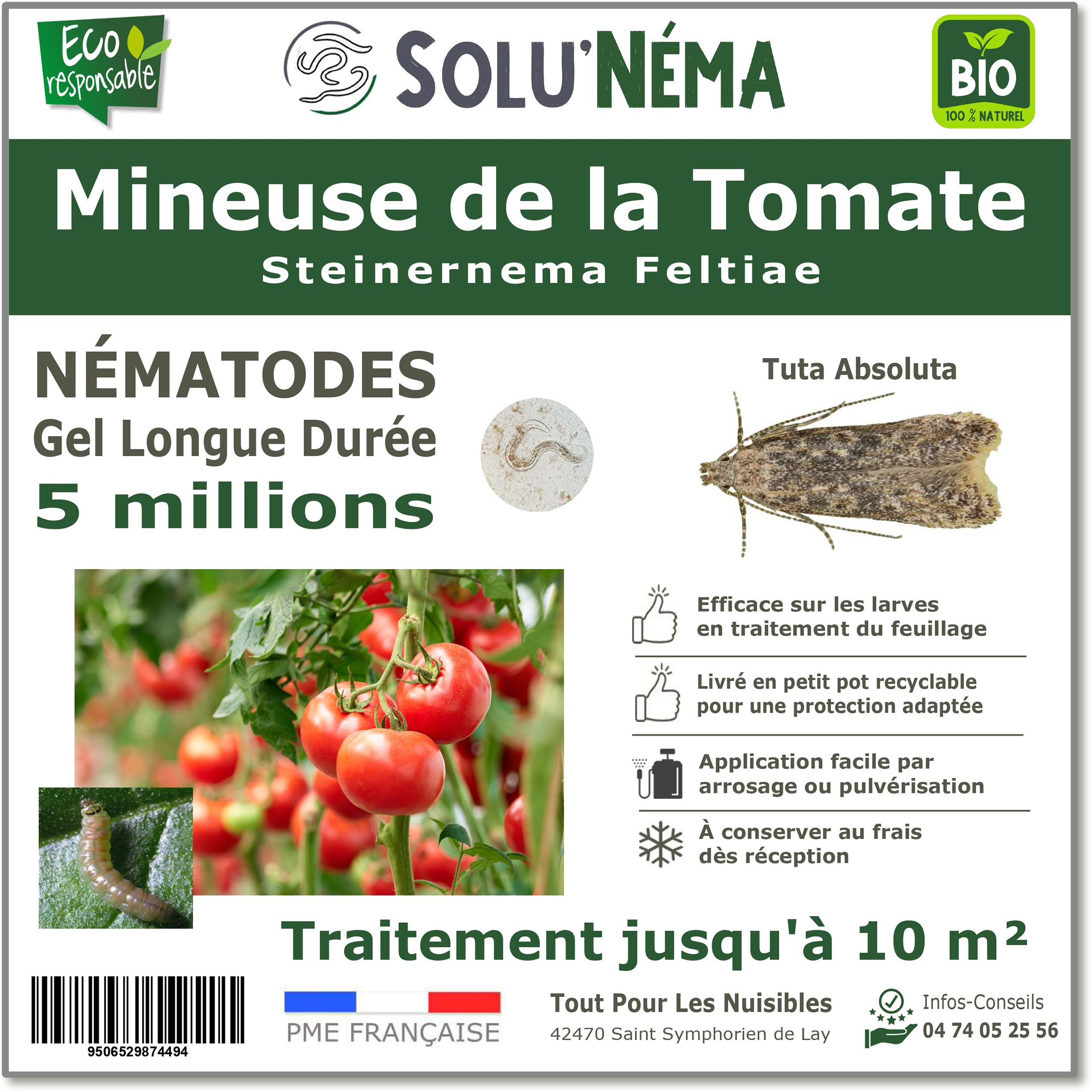 5 Millions de nématodes pour traiter les larves de la mineuse de la tomate