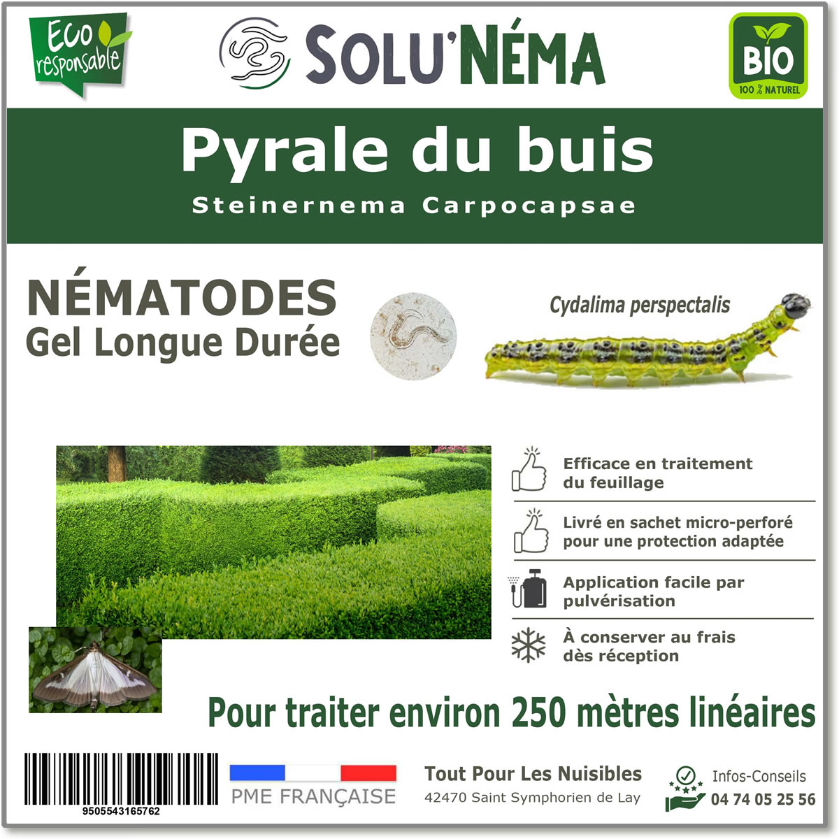 Solunema - Behandeling van de buxusmotrups