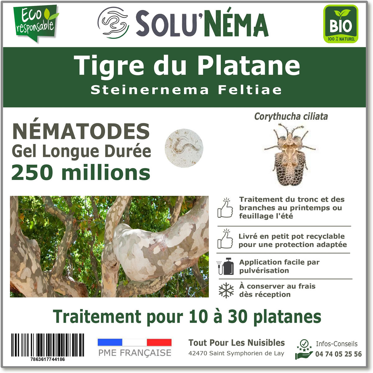 Nematodes-tigre-du-platane-250-millions