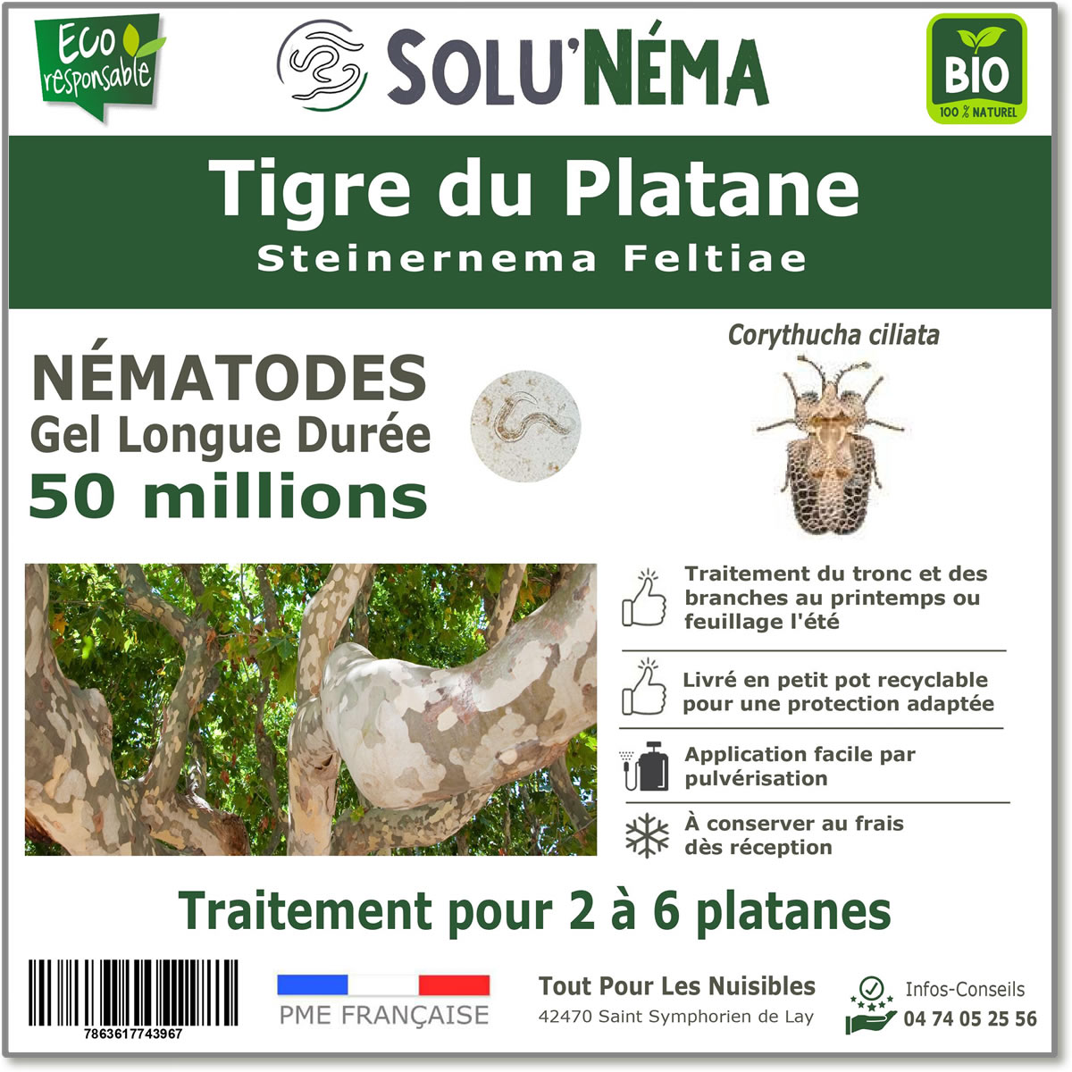 Nematodes-tigre-du-platane-50-millions
