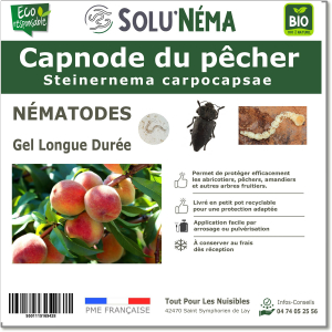 Capnode du pêcher