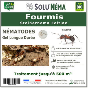 Nématodes traitement des fourmis