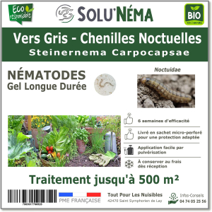 Treatment of cutworms with nematodes