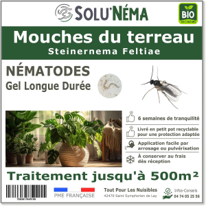 Tratamiento del mosquito del hongo con nematodos Steinernema feltiae