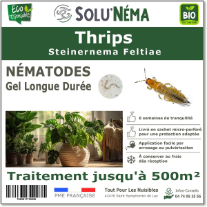 Treatment against thrips with Steinernema feltiae nematodes