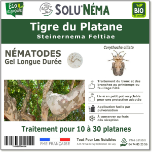 Platane Tigernematoden