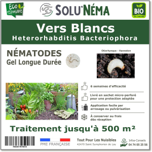 Treatment against white grubs - otiorhynchus - beetle with Steinernema feltiae nematodes