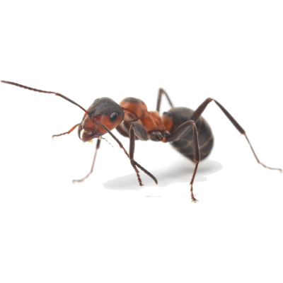 Tratamiento de hormigas con nematodos.