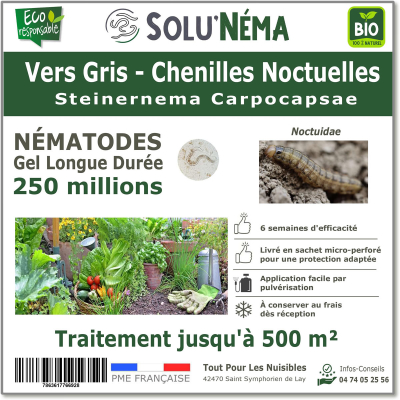 Traitement contre les vers gris avec les nématodes Steinernema Carpocapsae 250 millions SC