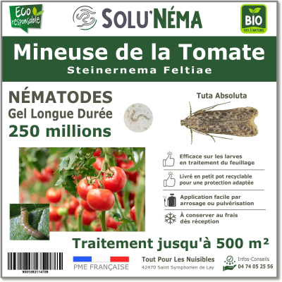 250 millones de nematodos para tratar las larvas del minador del tomate