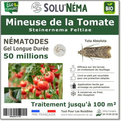 50 miljoen nematoden om larven van tomatenmineermot te bestrijden