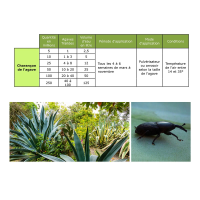 Dosierung Nematoden SC Agave