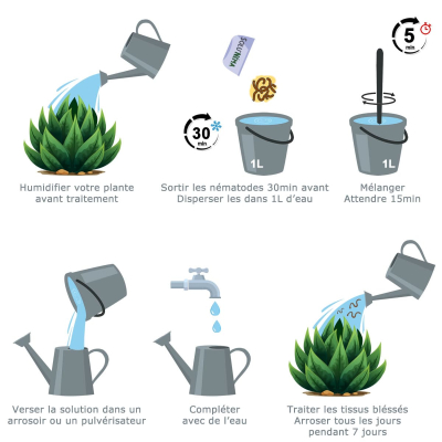 Schematische Darstellung Nematoden SC Agave