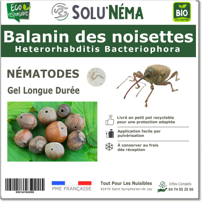 Le balanin des noisettes