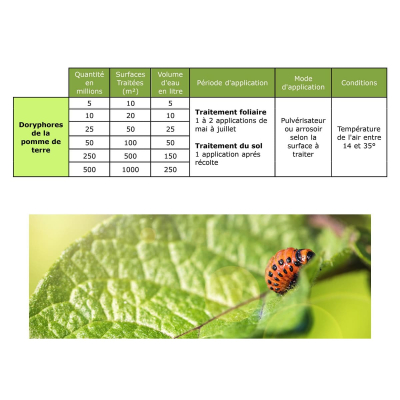 Dosage Nématodes SC Doryphores