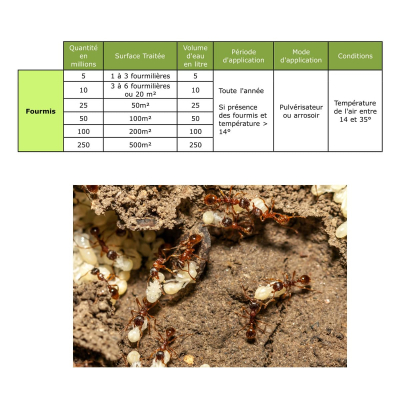 Dosage Nématodes SF Fourmis