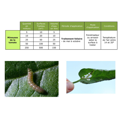 Dosierung von Tomatenminiermottennematoden