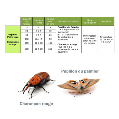 Dosierung Nematoden SC Palme