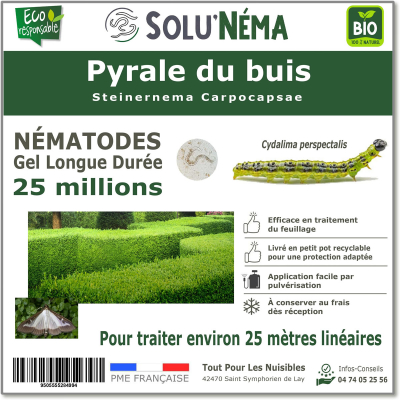 25 millions de nématodes pour traiter les chenilles de la pyrale du buis