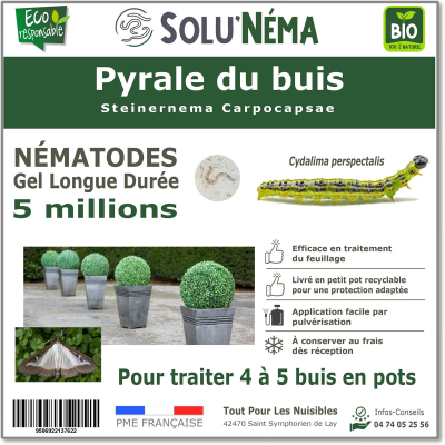 5 millions de nématodes pour traiter les chenilles de la pyrale du buis