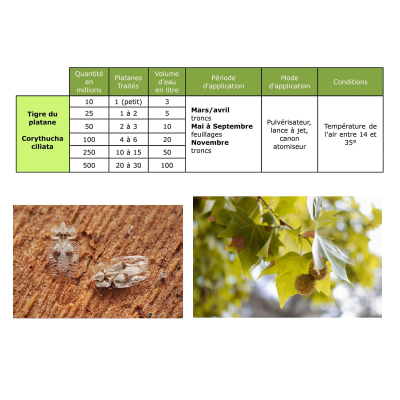 Dosage Nématodes SF Tigre du platane