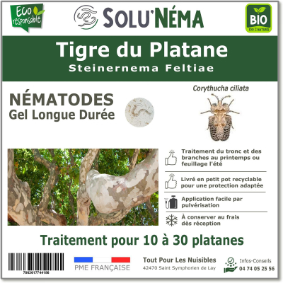 Nematodes Tigre du Platane