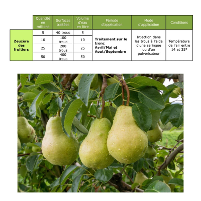 Dosage traitement nematode zeuzere fruitiers SC