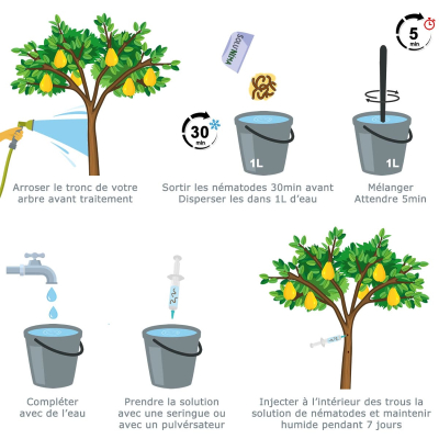 Schéma traitement nematode zeuzere fruitiers SC