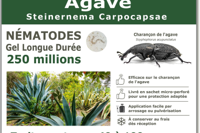 Nématode SC - 250 millions - de 40 à 100 agaves