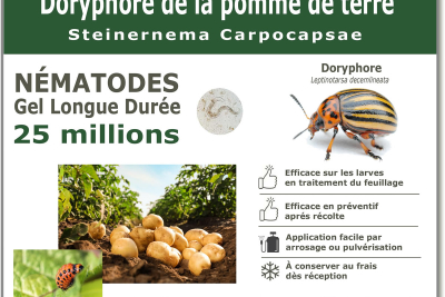 25 εκατομμύρια νηματώδεις για τη θεραπεία των προνυμφών του σκαθαριού της πατάτας του Κολοράντο