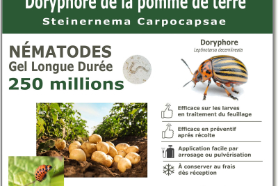 250 million nematodes to treat Colorado potato beetle larvae