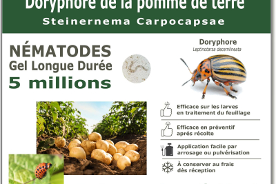 5 million nematodes to treat Colorado potato beetle larvae