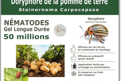 50 millions de nématodes pour traiter les larves de doryphore de la pomme de terre