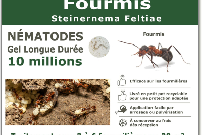 Nématodes traitement des fourmis 10 millions